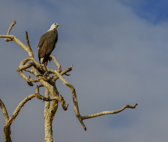 Sea Eagle on a Good Viewpoint - Northern BBS 34