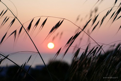 Fascination quotidienne by Anne*°, .

©annedhuart©annedhuart 2023 bretagne côtedarmor coucherdesoleil erbe everydayfascination fascinat