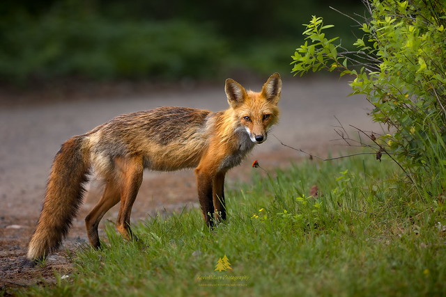 Eye to eye with a Red Fox