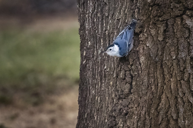 nuthatch-©NadeenFlynnPhotography-0647-