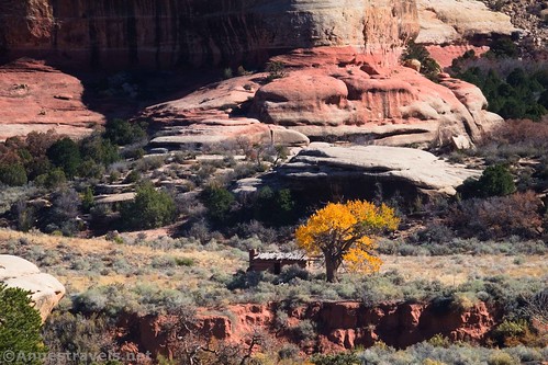 Closeup of Kirk Cabin and its lone cottonwood from across Salt Creek Canyon, Needles District, Canyonlands National Park, Utah