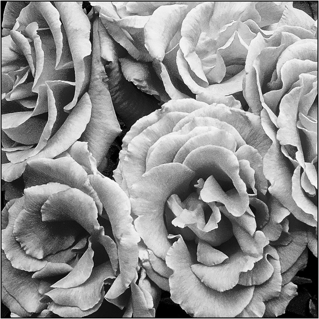 mono roses | all rights reserved by len downes | len downes | Flickr