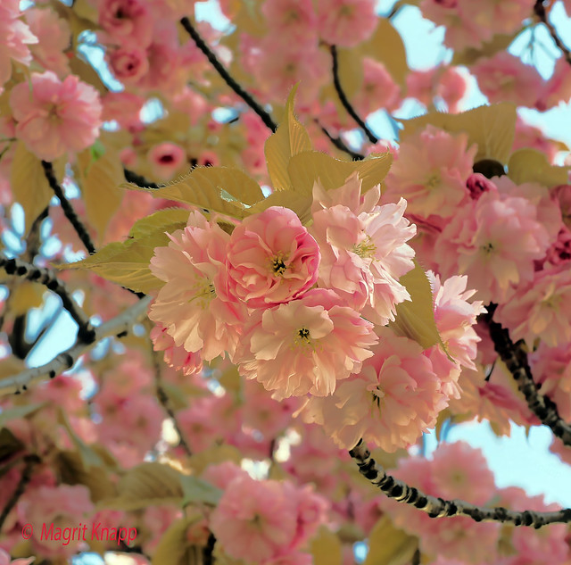 Japanische Kirschblütengüße aus Berlin - Japanese cherry blossom greetings from Berlin