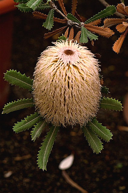 Banksia baueri 😮 (botanical portrait)
