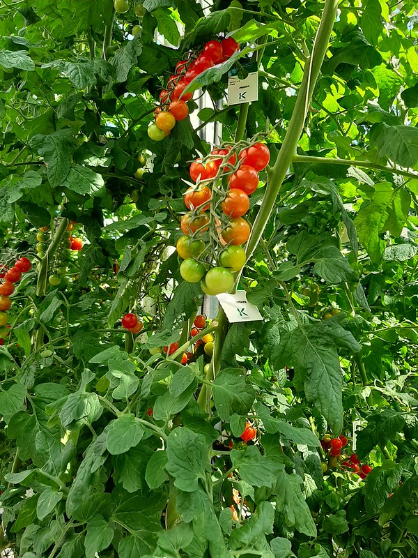 Small red, orange and green tomatoes ripening on a branch