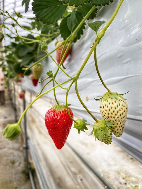 Had a chance to visit the strawberry farm near Lake Suwa, Nagano