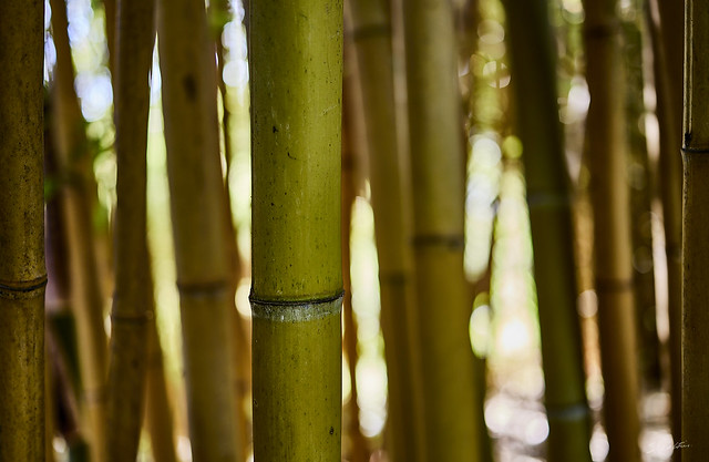 Jeu de bambou