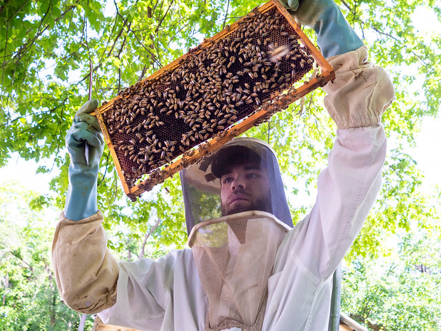 Honeybee Hive care and management