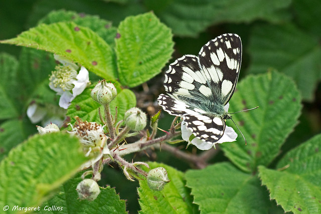 Marbled White Nectaring on Bramble - Melanargia galathea