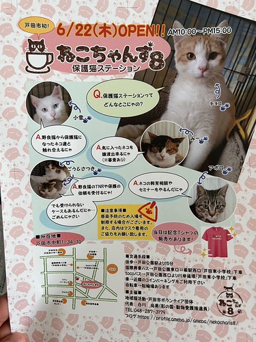 戸田市の保護猫ステーション ねこちゃんず8