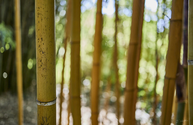 Harmoniques de bambou