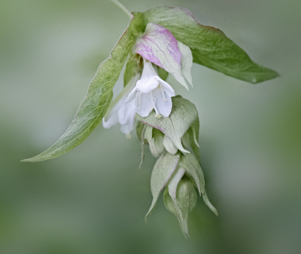 Wild flower, Pant-du woodland, N/Wales, UK.