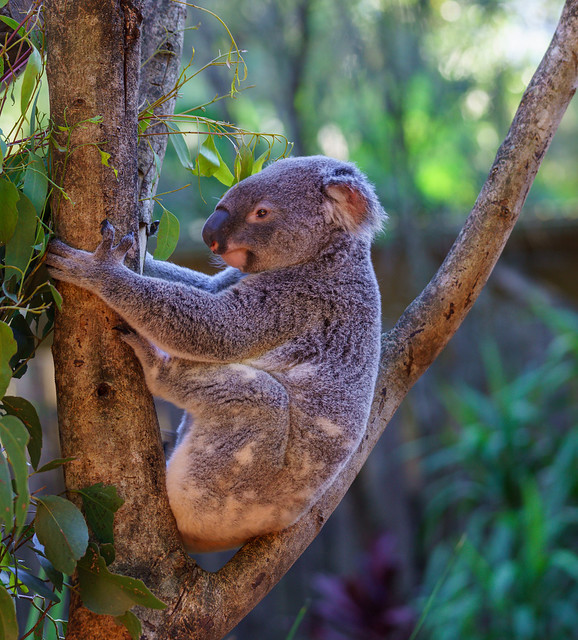Koala Bear Posing in Late Afternoon Sun in Australia Zoo - Queensland 76