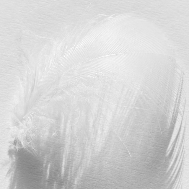 High Key White Feather (180/365)
