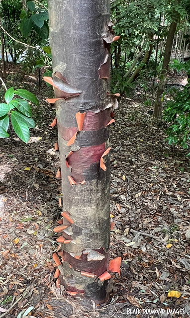 Agathis atropurpurea - Queensland Kauri Pine, Black Kauri, Blue Kauri,Mountain Kauri,North Queensland Kauri,