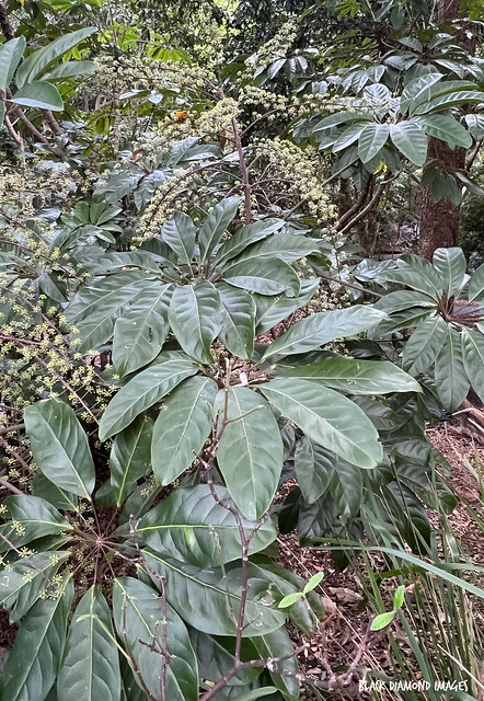 Heptopleurum bractescens syn Schefflera bractescens - Rock Umbrella Tree
