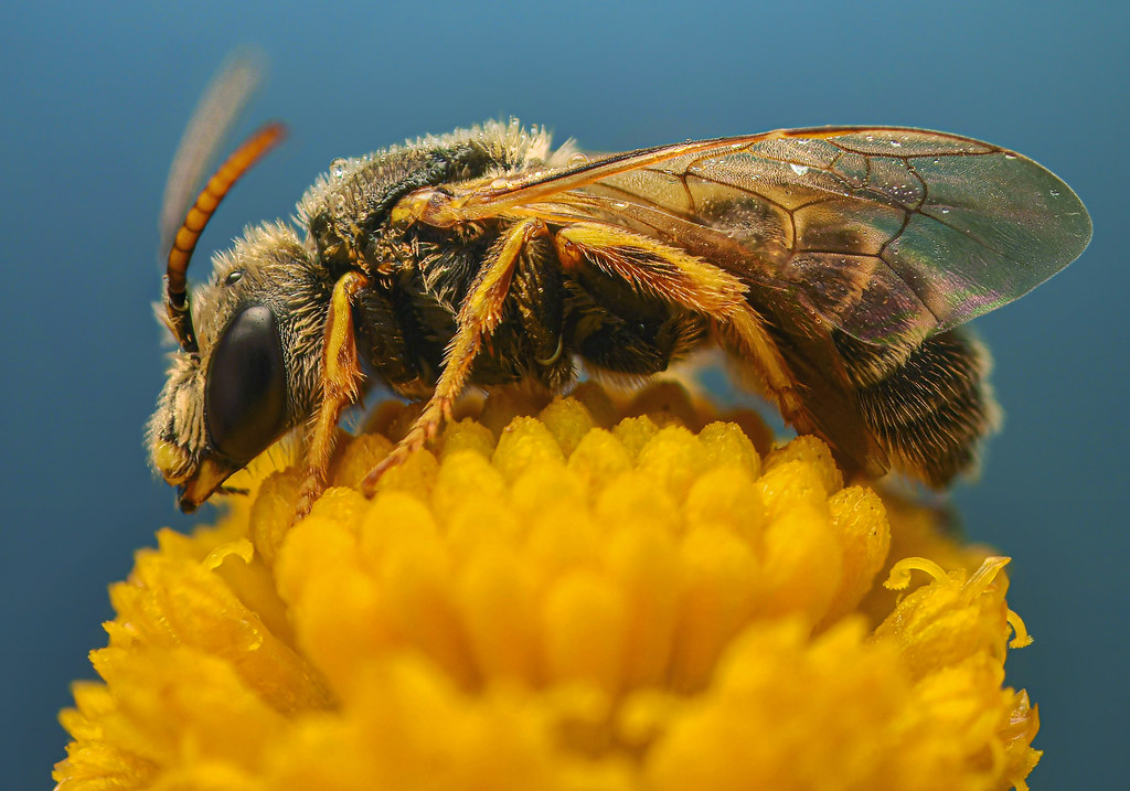 Furrow bee (Odontalictus)