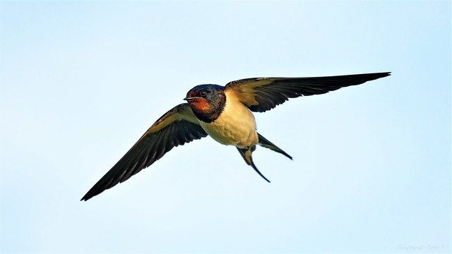 Rauchschwalbe /  barn swallow (Hirundo rustica)