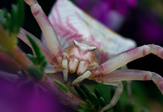 Heather Crab Spider (Thomisus onustus)