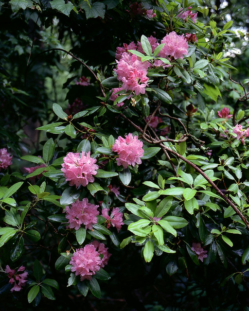Rhododendron Along Blue Ridge Parkway