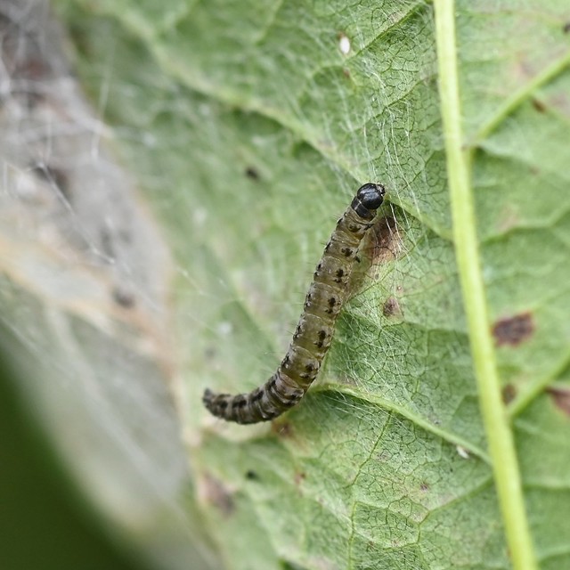 Yponemeuta evonymella (Bird-cherry Ermine) larva