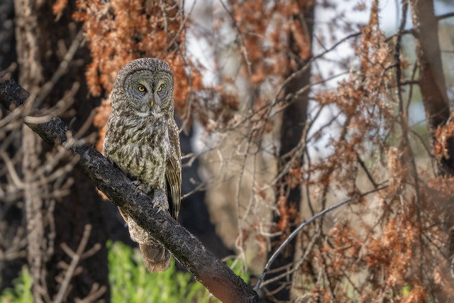 Papa Great Grey Owl using his sonar-like hearing ability to hone in on voles