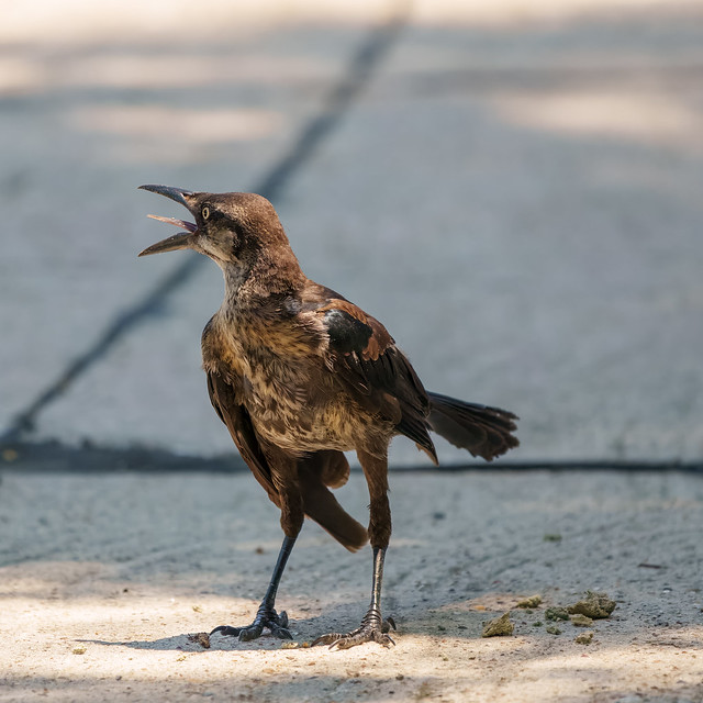 Young Crow Squawking and Looking for Food in the Plano Heat Wave