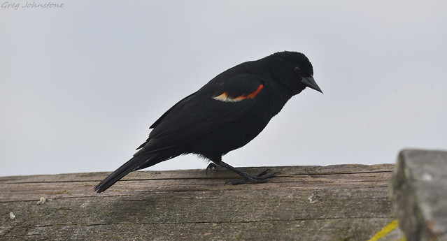 Red Winged Blackbird - 7