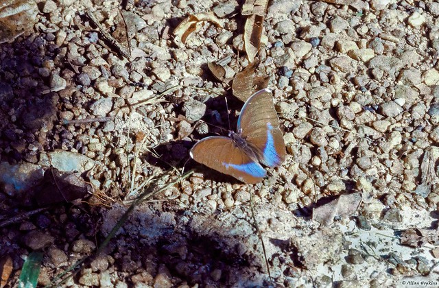 Common Blue-banded Forester (Euphaedra h. harpalyce)