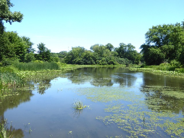 Glen Ellyn, IL, Churchill Wood Forest Preserve, East Branch of the Dupage River, Landscape