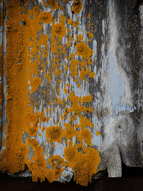 Mapping mold versus paint war 2 v2, Newfoundland, June 2023, OM15637