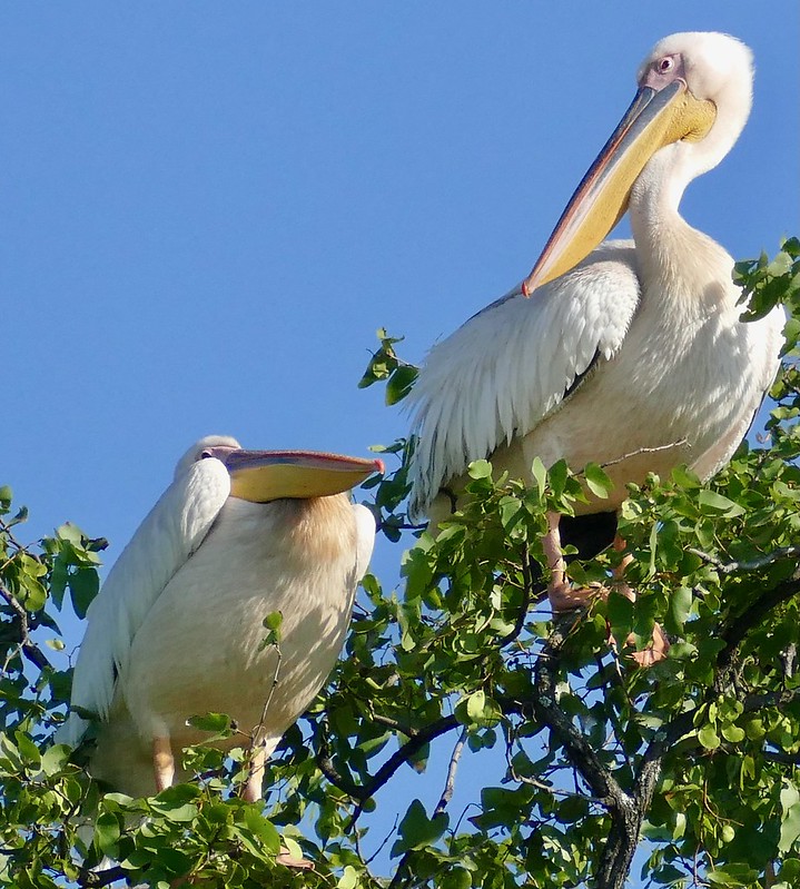 Great White Pelican behavior