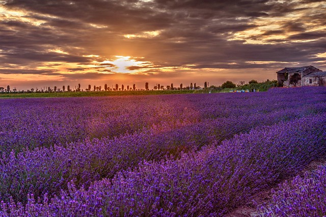 Sunset over the Lavender Fields (On Explore)