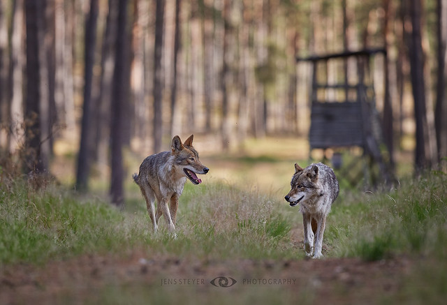 Peaceful contemporaries: Wolfes (Canis lupus)  ·  ·  ·   (R5B_0001)
