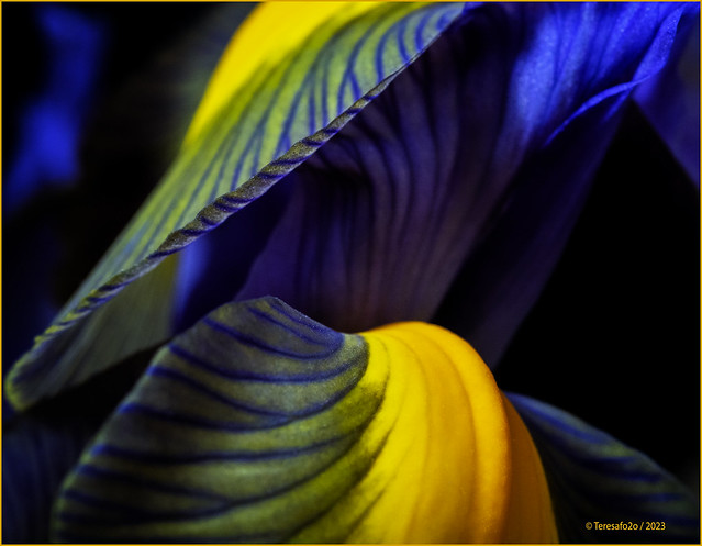 Iris leaves