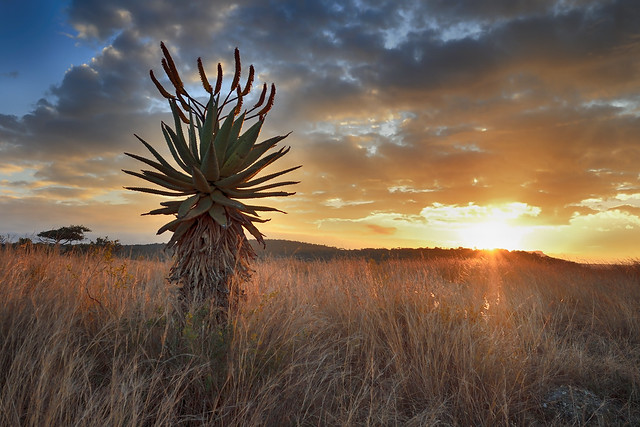 Aloe at sunset