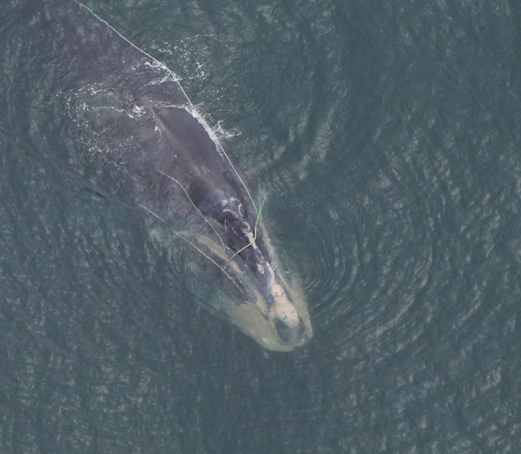 2022年9月21日，北大西洋露脊鯨「雪錐」（ Snow Cone）被發現時拖著沉重的漁具，健康狀況極差。 圖片來源：新英格蘭水族館