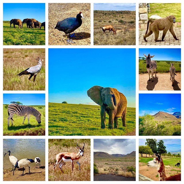 South African Collage