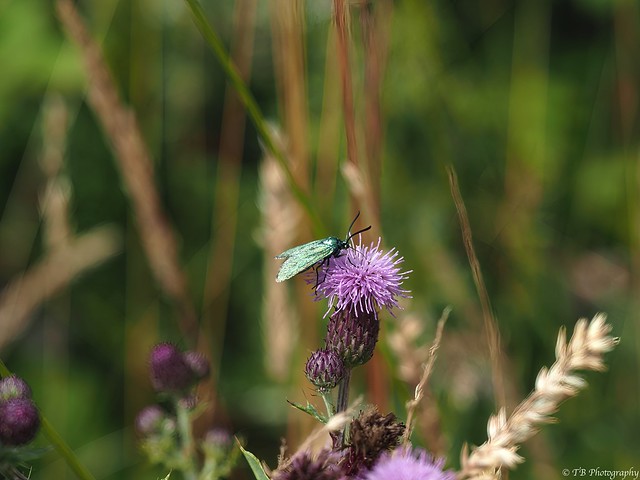 Green Forester Moth