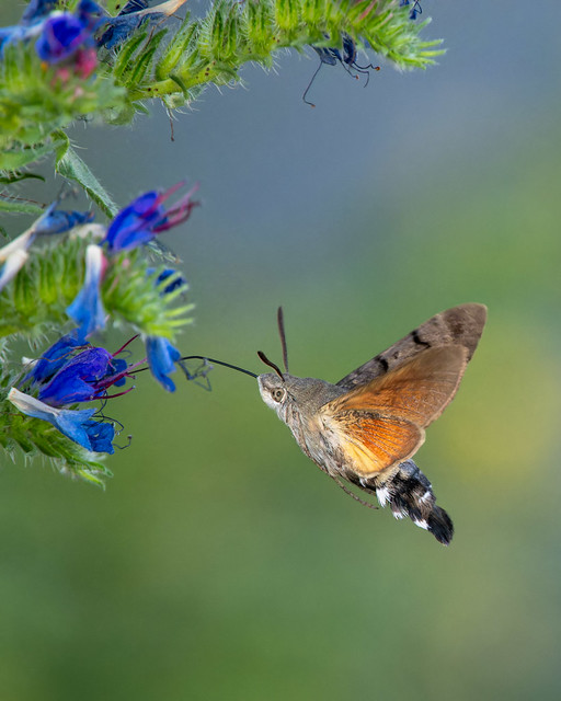 Hummingbird Hawk-Moth