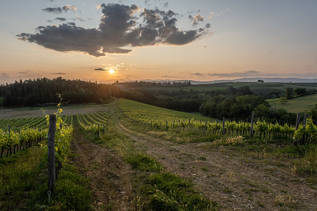 Tuscany Vineyard Sunrise