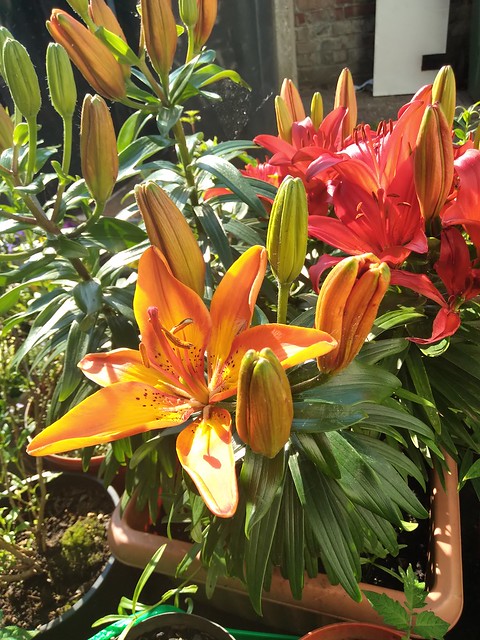Lily Asiatic red and orange