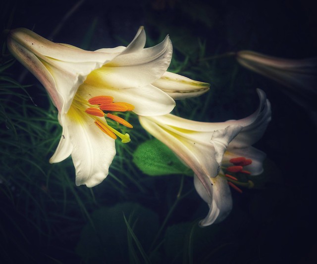 Lilies in  My Yard