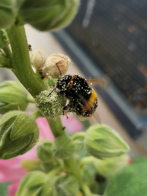 Bee on Hollyhock, 23-06-29 (18)