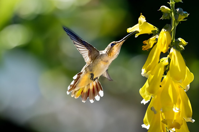 Time passes as fast as a hummingbird flutters...