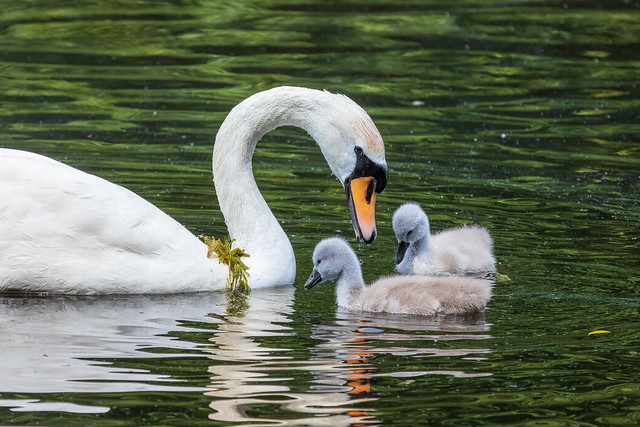 Mute Swan and 2 Cygnets