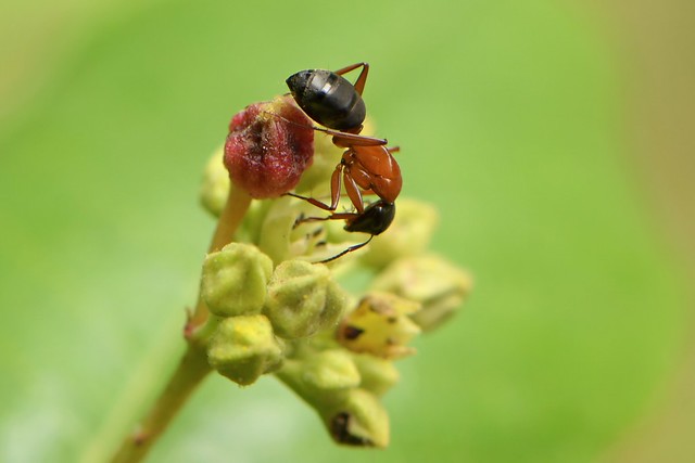Ant on a gall on California Coffeeberry flowers