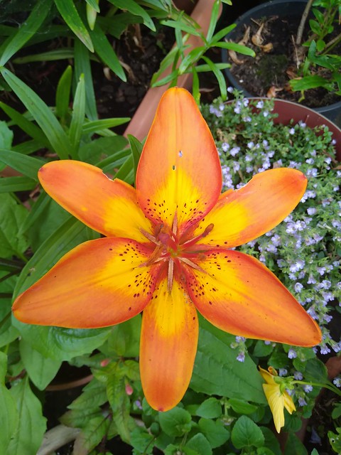 Lily Asiatic orange
