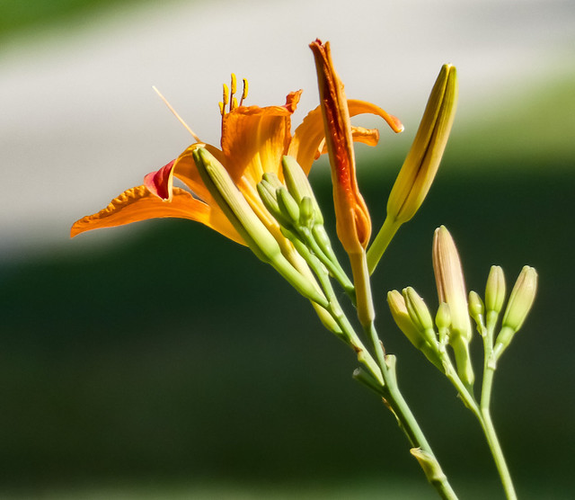 Day Lily On An Abstract Background