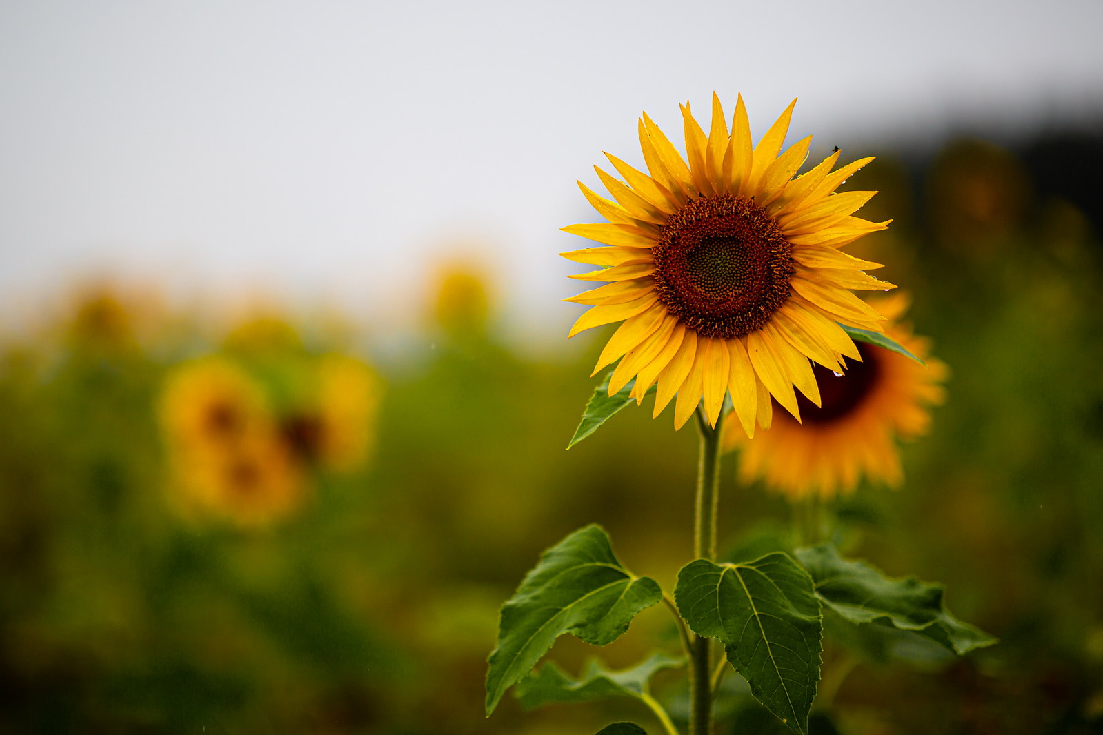 Rainy Sunflower